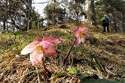 58 Ellebori coloratissimi